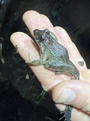 Leptodactylus wagneri