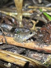 Pristimantis ventrimarmoratus