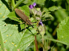 Agapanthia annularis