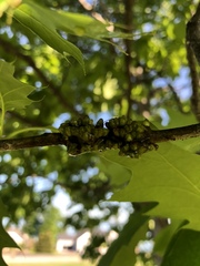 Callirhytis quercusgemmaria