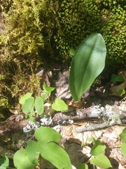 Galearis spectabilis