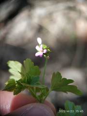 Geranium lucidum