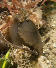Dendrodoris fumata