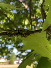 Callirhytis quercusgemmaria