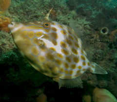 Eubalichthys mosaicus