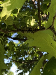 Callirhytis quercusgemmaria