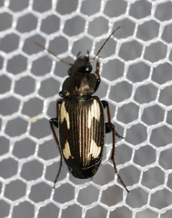 Tetragonoderus thunbergi