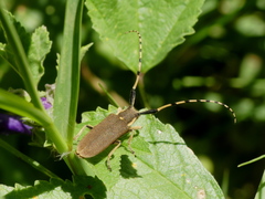 Agapanthia annularis