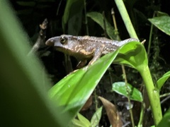 Rhinella festae