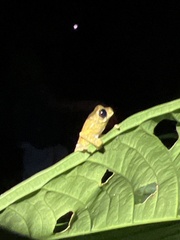 Dendropsophus parviceps