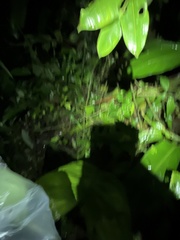 Dendropsophus parviceps