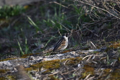 Emberiza schoeniclus