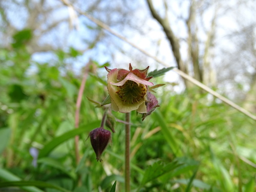 Geum × intermedium, photograph 3
