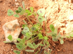 Medicago arabica