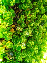 Polycarpon polycarpoides