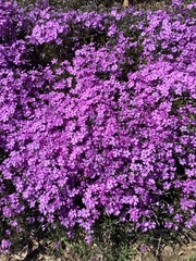 Phlox austromontana