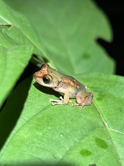 Pristimantis petersioides