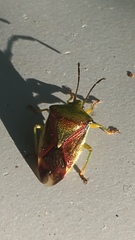 Elasmostethus interstinctus