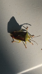 Elasmostethus interstinctus