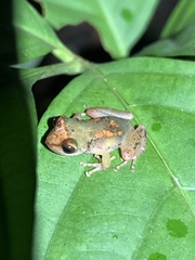 Pristimantis petersioides
