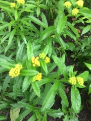 Asclepias tuberosa interior