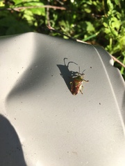 Elasmostethus interstinctus