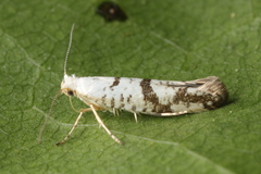 Argyresthia curvella