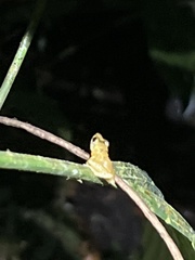 Pristimantis altamnis