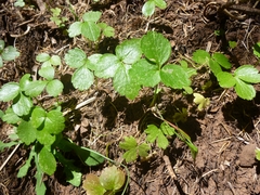 Conopodium glaberrimum