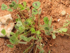 Medicago arabica