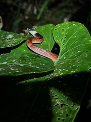 Drepanoides anomalus