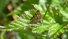 Carterocephalus skada