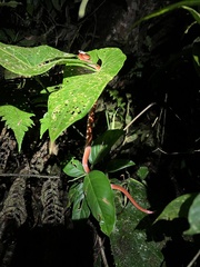 Drepanoides anomalus