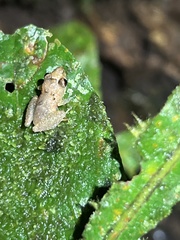 Pristimantis altamnis