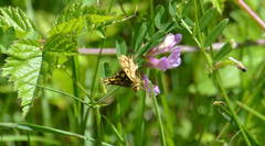 Carterocephalus skada
