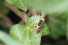 Nomada lathburiana