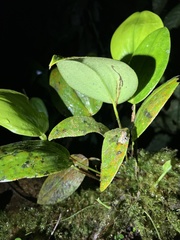 Pristimantis ventrimarmoratus