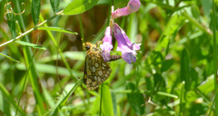 Carterocephalus skada