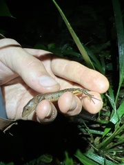 Gelanesaurus flavogularis