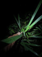 Gelanesaurus flavogularis