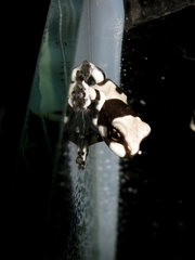 Trachycephalus resinifictrix