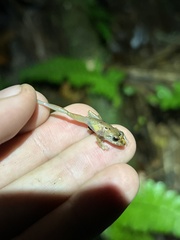 Pristimantis altamnis