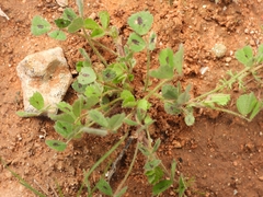 Medicago arabica