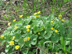 Ficaria verna