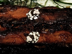 Trachycephalus resinifictrix