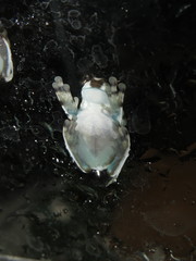 Trachycephalus resinifictrix