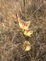 Calochortus tiburonensis