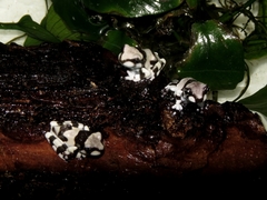 Trachycephalus resinifictrix