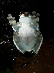 Trachycephalus resinifictrix