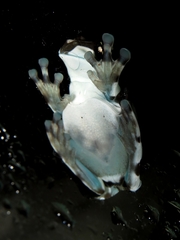 Trachycephalus resinifictrix